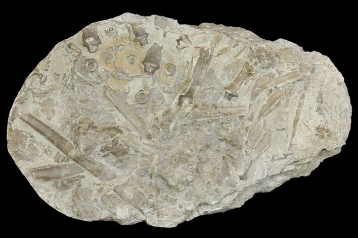 Partial Mississipian Echinoid (Archaeocidaris) - Missouri #145241